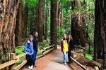 Half-Day Private Tour of Muir Woods & Sausalito from San Francisco