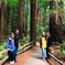 Half-Day Private Tour of Muir Woods & Sausalito from San Francisco