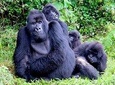 1 Day Gorilla trekking volcanoes national park 