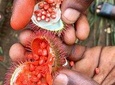 Zanzibar Spice Tour with Complimentary Traditional Lunch