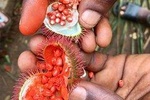Zanzibar Spice Tour with Complimentary Traditional Lunch