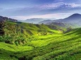 Full-day Cameron Highlands Tour