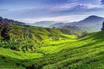 Full-day Cameron Highlands Tour
