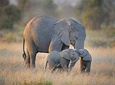 7 Days Tsavo West, Amboseli, Lake Nakuru & Masai Mara Wildlife Safari