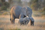 7 Days Tsavo West, Amboseli, Lake Nakuru & Masai Mara Wildlife Safari