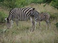 3 Days Tanzania Safari Tarangire, Manyara & Ngorongoro With Burigi Chato Safaris