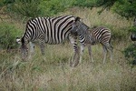 3 Days Tanzania Safari Tarangire, Manyara & Ngorongoro With Burigi Chato Safaris
