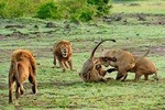 3 – Days Essence of Tanzania