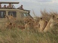 4 Days Tanzania Safari (Tarangire, Ngorongoro & Serengeti) With Africa Natural