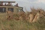 4 Days Tanzania Safari (Tarangire, Ngorongoro & Serengeti) With Africa Natural