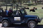Private Group - Jeep "Buff" Bison Safari 