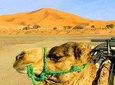 5 Days tours from Tangier to Chefchaouen, Fez, Merzouga Desert and Marrakech
