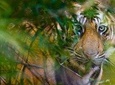 Private 5 Days Golden Triangle Tour and Ranthambore Wildlife Safari 