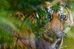 Private 5 Days Golden Triangle Tour and Ranthambore Wildlife Safari 