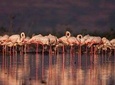 Half Day Bird Watching Boat Safari Near Pune
