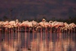 Half Day Bird Watching Boat Safari Near Pune