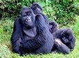 3 Days Gorilla and Golden Monkey Trek