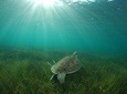 Private Akumal & Cenotes tour