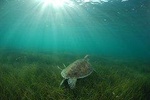 Private Akumal & Cenotes tour