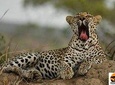 1 Night 2 days kruger park overnight package