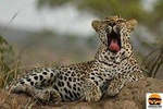 1 Night 2 days kruger park overnight package