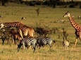 3 Days Ngorongoro Crater Wildlife Camping Safari 