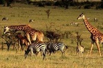 3 Days Ngorongoro Crater Wildlife Camping Safari 