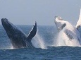 Cape Town Private Tour. Hermanus Whale Watching Full Day