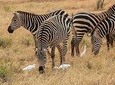 Mombasa 2 days Safari- Tsavo or Amboseli
