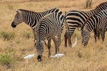 Mombasa 2 days Safari- Tsavo or Amboseli