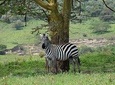 SERENGETI Day Trip from Mwanza -With- Burigi chato Safaris Co LTD