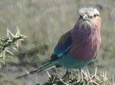 8 Days Bird Watching Safari