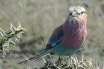 8 Days Bird Watching Safari