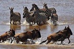 3 Day Maasai Mara Air Package with Limited Slots