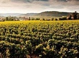 Private excursion to Côte de Beaune and Côte de Nuits (full day)
