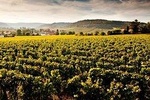 Private excursion to Côte de Beaune and Côte de Nuits (full day)