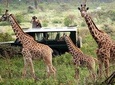 9-Days Best of Kenya's Wildlife Private Safari 
