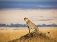 4 Days 3 Nights Serengeti National Park Tanzania Safari 