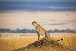 4 Days 3 Nights Serengeti National Park Tanzania Safari 