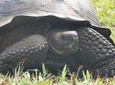 Galapagos Intensive 5 days, land base (3Islands) Excludes galapagos flight