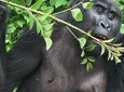 11 Days Rwanda Budgeted Safari - Gorillas & Wildlife Tours