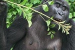11 Days Rwanda Budgeted Safari - Gorillas & Wildlife Tours