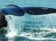 Miches Whales Watching Half Day Experience – Media Luna (Half-Moon).