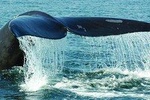 Miches Whales Watching Half Day Experience – Media Luna (Half-Moon).