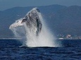 Whale & Dolphin Watching with a Biologist in Puerto Vallarta
