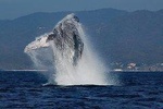 Whale & Dolphin Watching with a Biologist in Puerto Vallarta