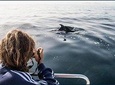 Excursion from Seville to Tarifa to see whales and dolphins