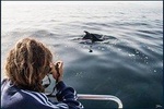 Excursion from Seville to Tarifa to see whales and dolphins