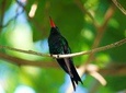 Bird Feeding Sanctuary, Montego Bay Highlights and Columbus Park Day Adventure