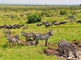  5 Day The Great Wildebeest Calving Safari 